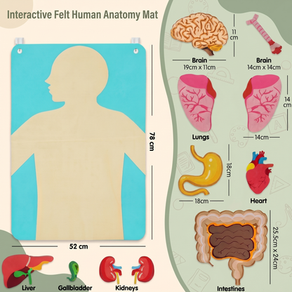 Human Body Felt Board Educational Toy